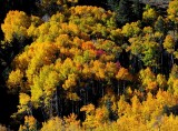 Aspen Aglow