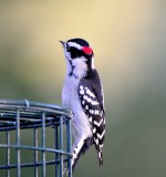 Downy Woodpecker