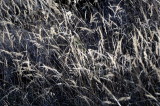 Silver Sunlit Grasses