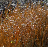 Grasses in the Wind