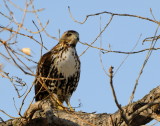 Curious Redtail (2 Images)