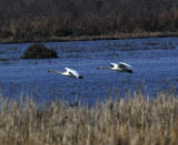 Tundra Swans (2 images)