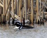 Hooded Merganser Male