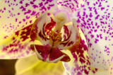 Inside the Mouth of the Orchid