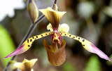 Lady Slipper Orchid (2 images)