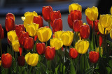 Spring Flowers... Tulips