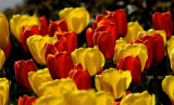 Todays Best Tulips