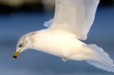 Ring Billed Gull