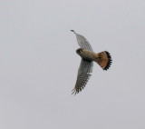 Kestrels on Grey Day