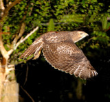 Redtail flying in the Forest