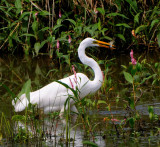 Great Egret