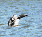 Loon Stretching
