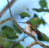 Young Hummingbird