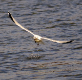 Ring Billed Gull - Fish Capture