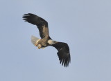 Male Eagle on the Hunt