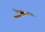 American Kestrel