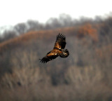 Immature Eagle