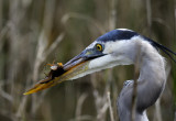 Blue Heron with Lunch