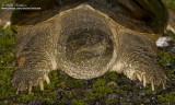 tortue serpentine IMG_1385-1024-web.jpg