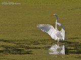 grande aigrette IMG_1422-1024.jpg