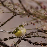 vireo aux yeux blanc IMG_1389-700.jpg