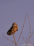 IMG_0485-800-Hibou des marais .jpg