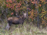 Orignal  IMG_2328-800.jpg