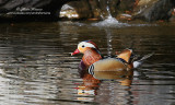 canard mandarin ( c )img_9918