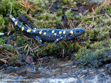 salamandre a point jaune  IMG_4769-800.jpg