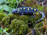 salamandre a point jaune  IMG_4784-800.jpg