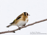 chardonneret elegant IMG_8893-800.jpg
