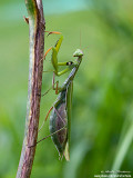mante religieuse IMG_4506-800.jpg