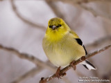 chardonneret jaune  IMG_8948-800.jpg