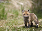 renardeau IMG_4088-800.jpg