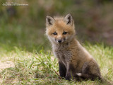 renardeau IMG_4118-800.jpg