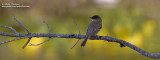 moucherolle phebi IMG_5329-800-pano.jpg