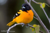 oriole de baltimore  IMG_0402-720.jpg