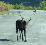 Caribou on road, near Savage River