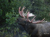 Bull Moose, shedding the last of his velvet