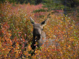 Moose Calf, Denali Park