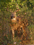 Apollo in the weeds