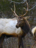 Bull Elk