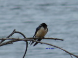 Barn Swallow