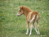 Minature horse foal