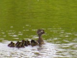 Wood duck family