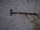 Woody with 20 ducklings