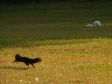 Black squirrel with white squirrel