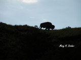 Bison on the Horizon