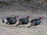 Parade of Gobblers