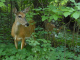 Beggar has twins this year